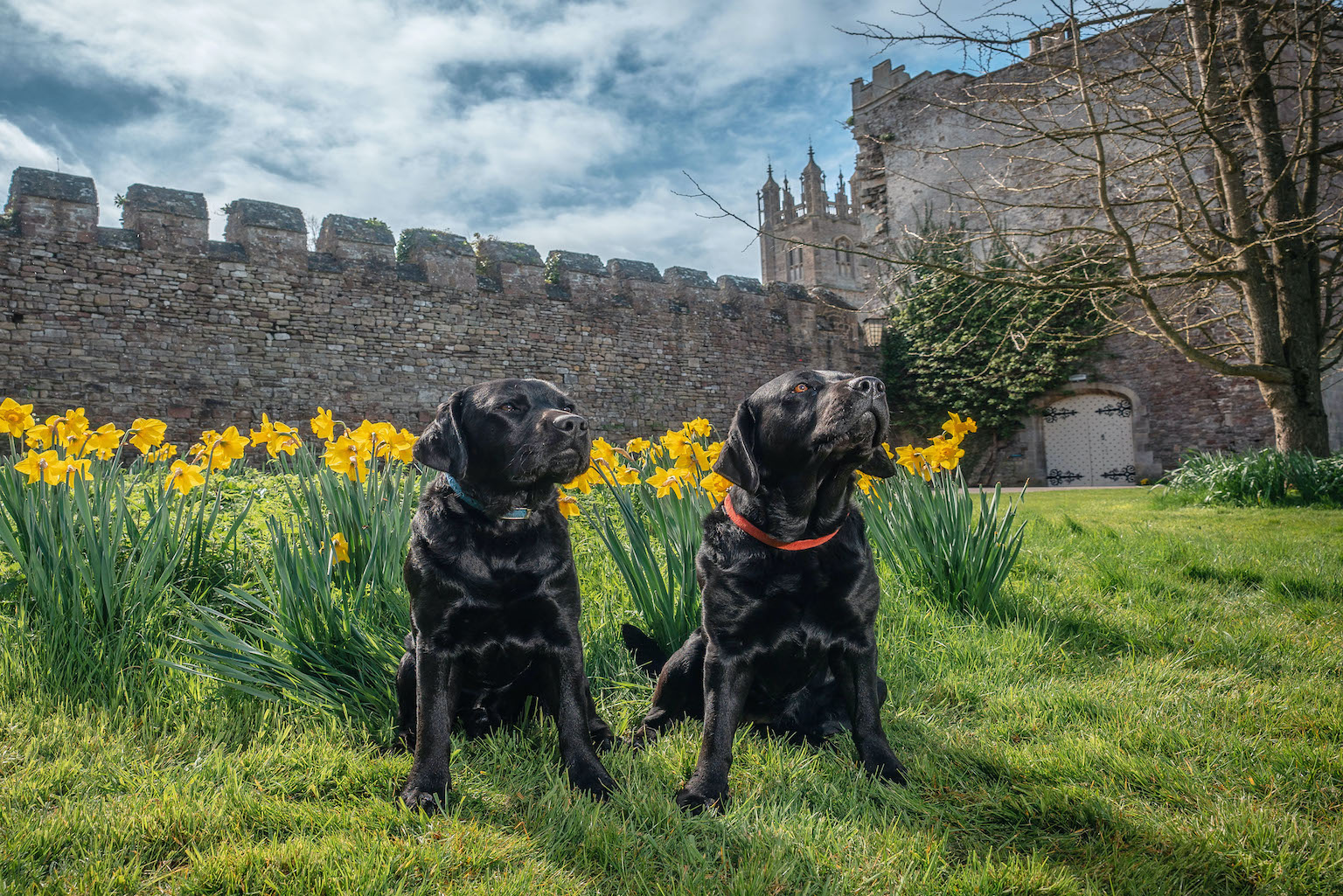 Dog Friendly Stays Thornbury Castle