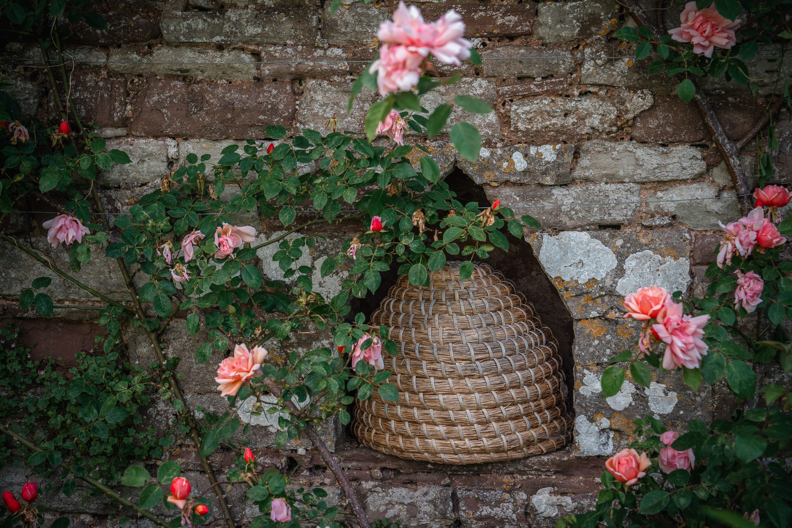 bee skeps in goodly garden